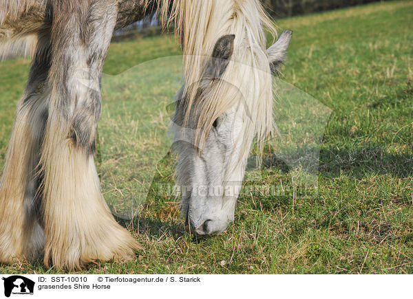 grasendes Shire Horse / browsing Shire Horse / SST-10010