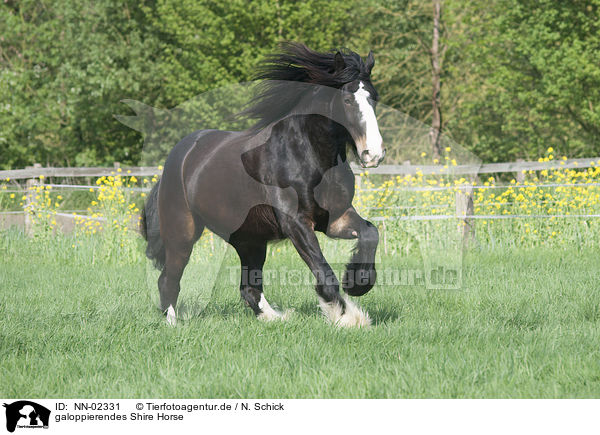 galoppierendes Shire Horse / galloping Shire Horse / NN-02331
