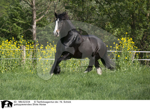 galoppierendes Shire Horse / NN-02334