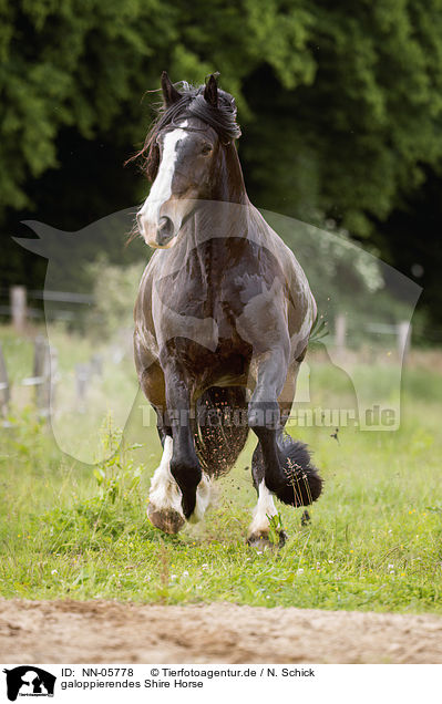 galoppierendes Shire Horse / NN-05778