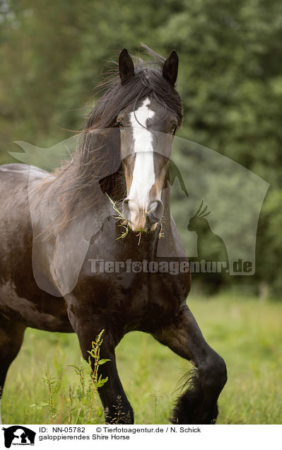 galoppierendes Shire Horse / galloping Shire Horse / NN-05782