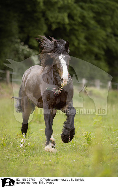 galoppierendes Shire Horse / galloping Shire Horse / NN-05783