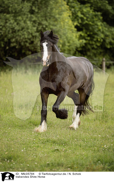 trabendes Shire Horse / trotting Shire Horse / NN-05784