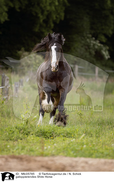 galoppierendes Shire Horse / NN-05785