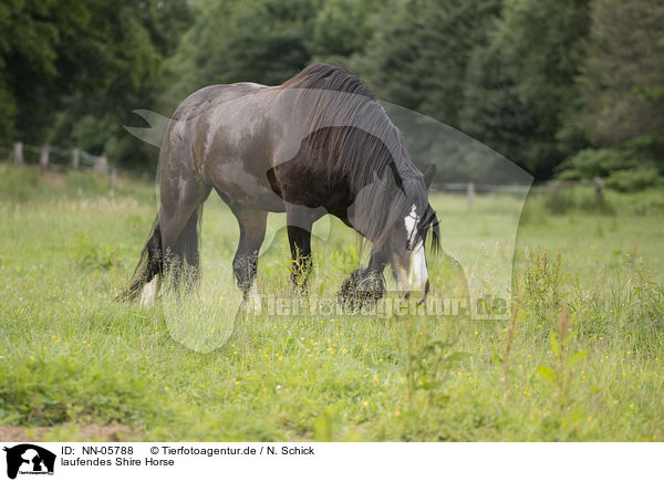 laufendes Shire Horse / walking Shire Horse / NN-05788