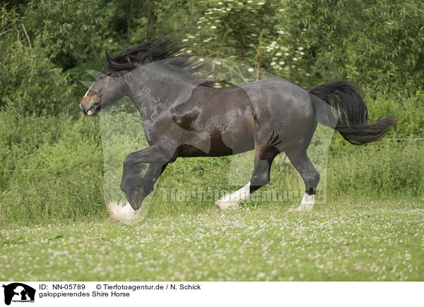 galoppierendes Shire Horse / NN-05789