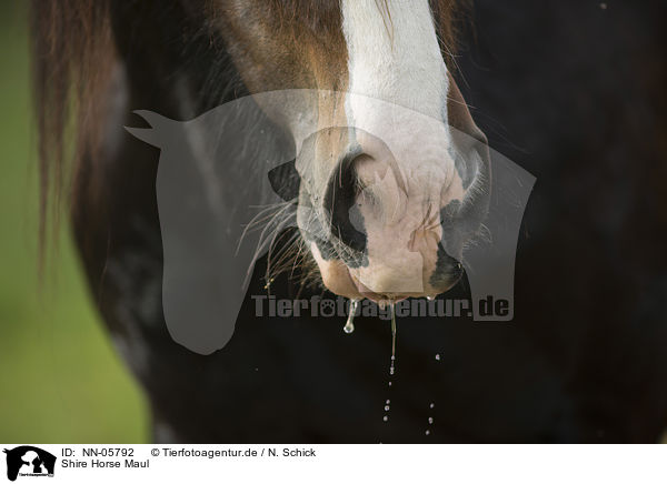Shire Horse Maul / Shire Horse mouth / NN-05792
