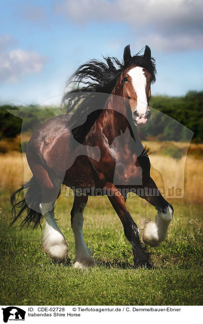 trabendes Shire Horse / CDE-02728