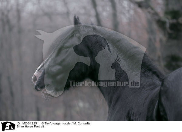 Shire Horse Portrait / MC-01225