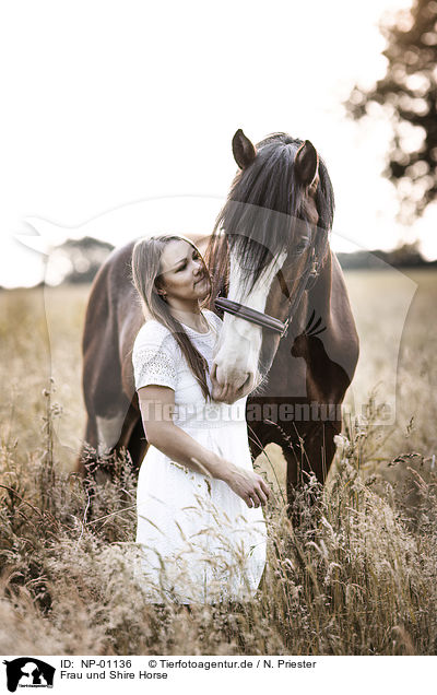 Frau und Shire Horse / waman and Shire Horse / NP-01136