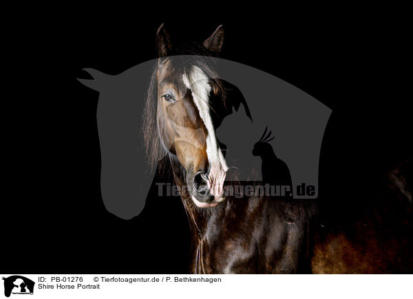 Shire Horse Portrait / Shire Horse Portrait / PB-01276