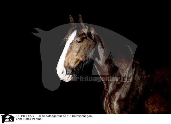 Shire Horse Portrait / Shire Horse Portrait / PB-01277