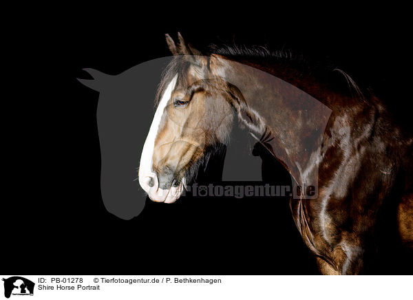 Shire Horse Portrait / Shire Horse Portrait / PB-01278