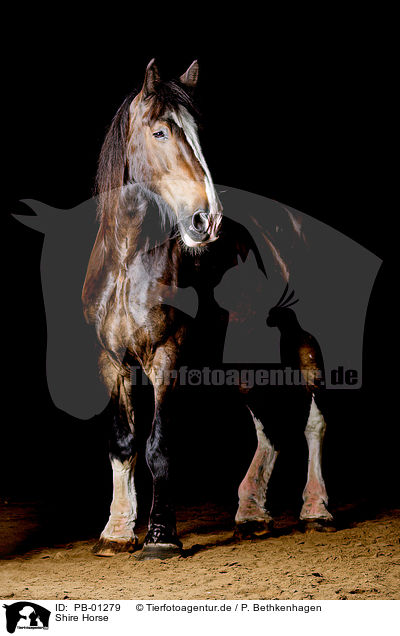 Shire Horse / Shire Horse / PB-01279