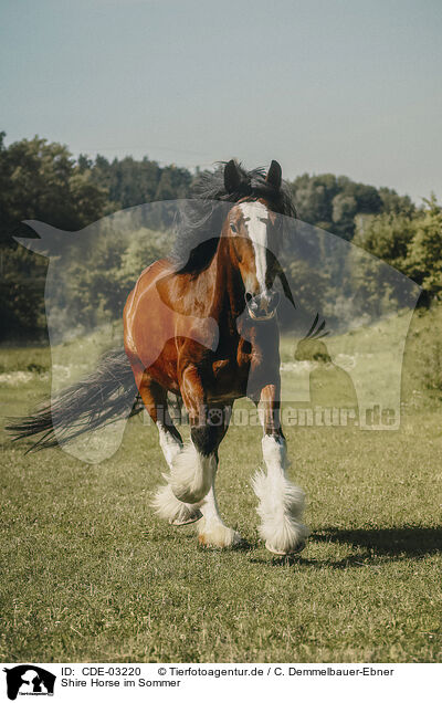 Shire Horse im Sommer / CDE-03220