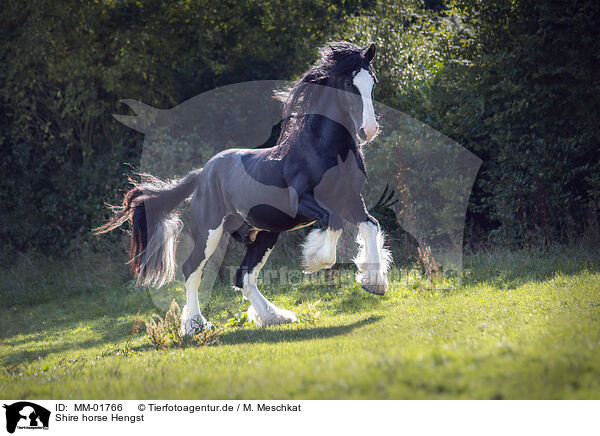 Shire horse Hengst / MM-01766