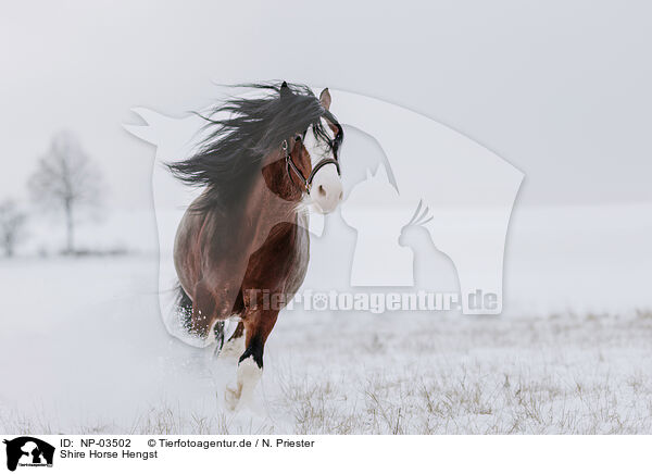 Shire Horse Hengst / NP-03502