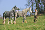 Mann und Shire Horses
