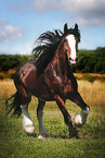 trabendes Shire Horse