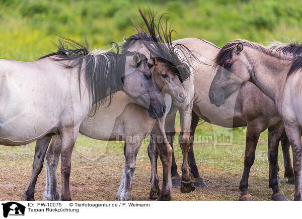 Tarpan Rckzchtung / Eurasian wild horse backbreeding / PW-10075