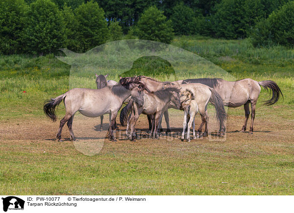 Tarpan Rckzchtung / Eurasian wild horse backbreeding / PW-10077