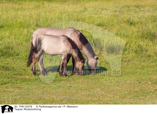 Tarpan Rckzchtung / Eurasian wild horse backbreeding / PW-10078