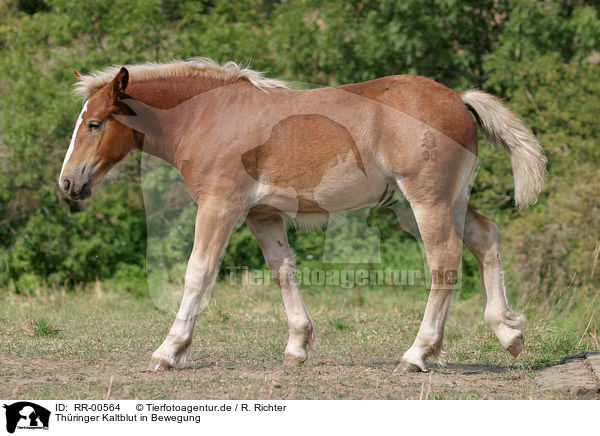 Thringer Kaltblut in Bewegung / big horse in action / RR-00564