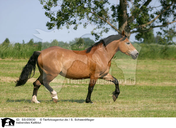 trabendes Kaltblut / trotting cart horse / SS-05630