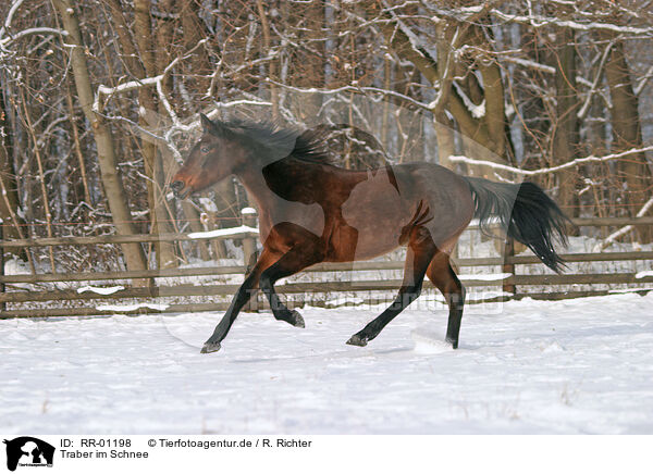 Traber im Schnee / running horse / RR-01198