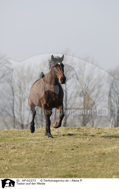 Traber auf der Weide / horse on meadow / AP-02373