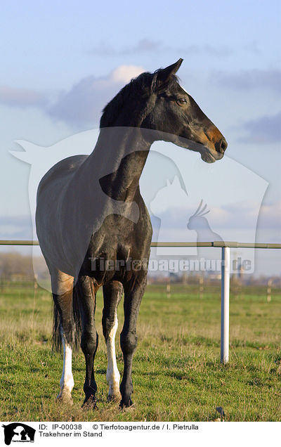 Trakehner im Stand / IP-00038