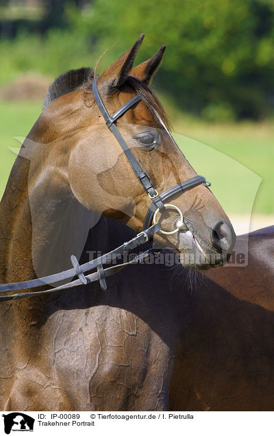Trakehner Portrait / horse head / IP-00089