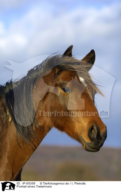 Portrait eines Trakehners / horsehead / IP-00356