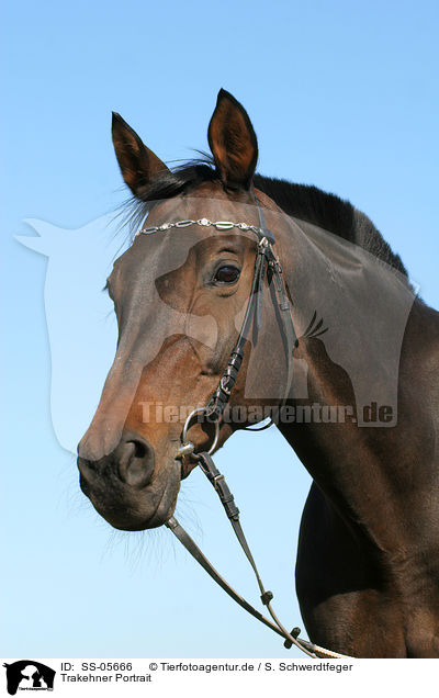 Trakehner Portrait / Trakehner Portrait / SS-05666