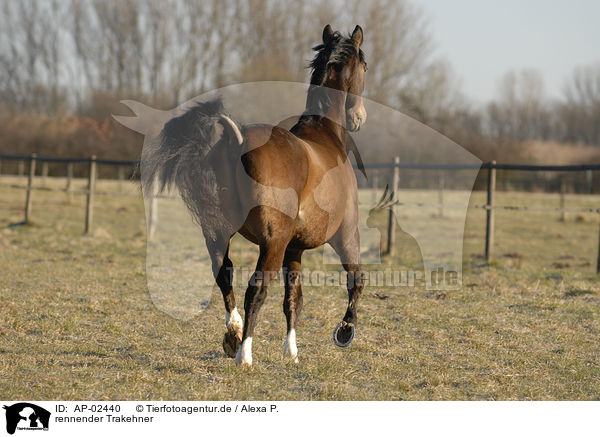 rennender Trakehner / running horse / AP-02440