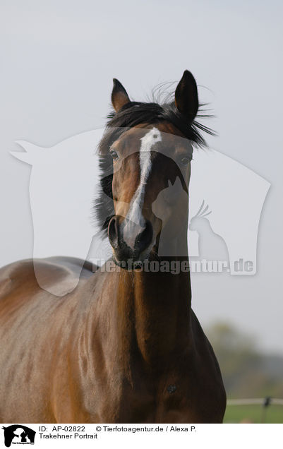 Trakehner Portrait / Trakehner Portrait / AP-02822