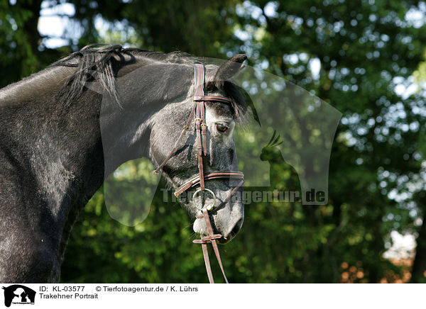 Trakehner Portrait / Trakehner Portrait / KL-03577