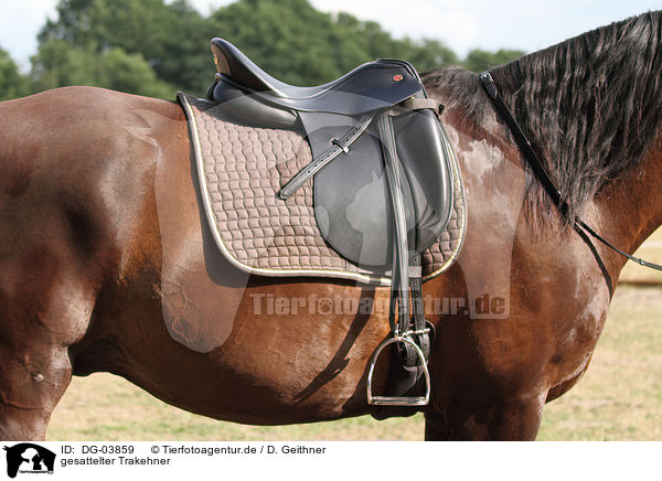 gesattelter Trakehner / saddled warmblood / DG-03859