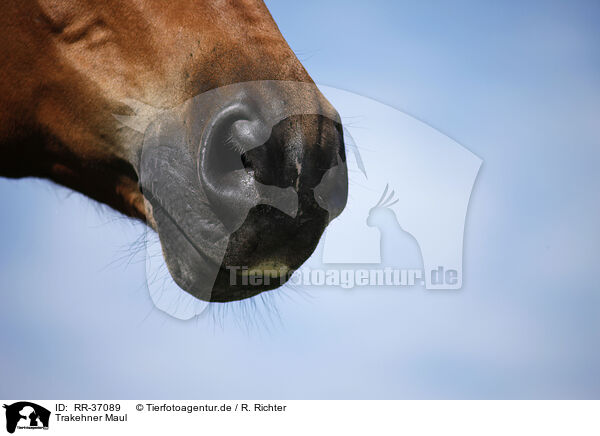 Trakehner Maul / horse mouth / RR-37089