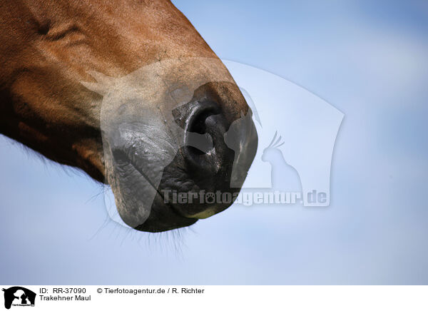 Trakehner Maul / horse mouth / RR-37090