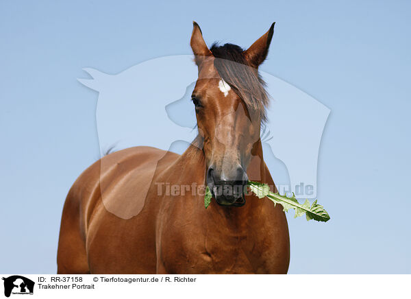 Trakehner Portrait / Trakehner Portrait / RR-37158