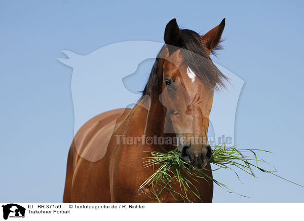 Trakehner Portrait / Trakehner Portrait / RR-37159