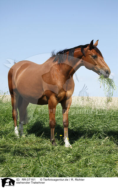 stehender Trakehner / standing Trakehner / RR-37161