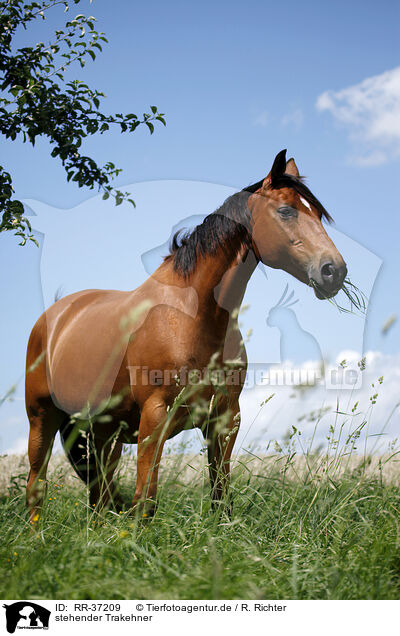 stehender Trakehner / standing Trakehner / RR-37209