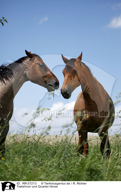 Trakehner und Quarter Horse / Trakehner and Quarter Horse / RR-37213