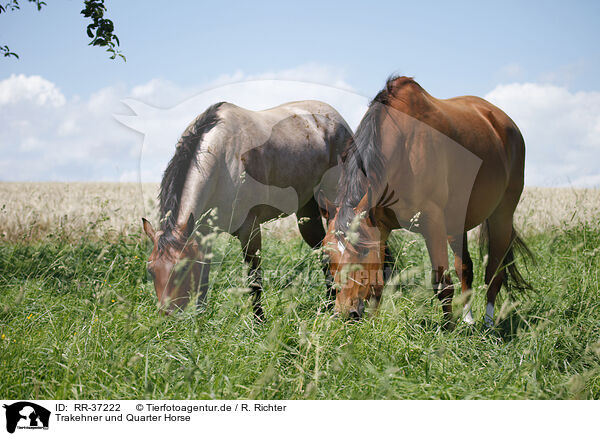 Trakehner und Quarter Horse / Trakehner and Quarter Horse / RR-37222