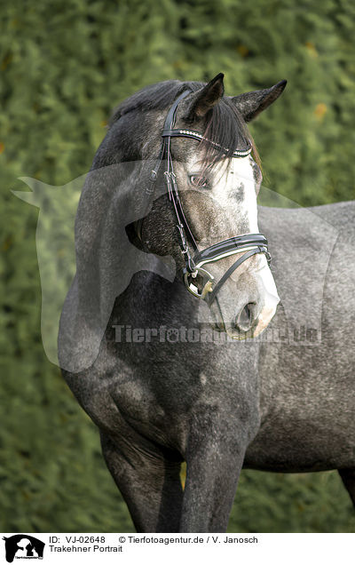 Trakehner Portrait / Trakehner Portrait / VJ-02648