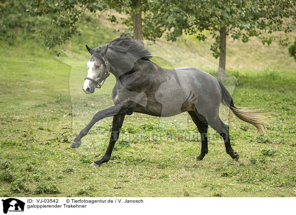 galoppierender Trakehner / VJ-03542