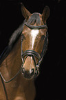 Trakehner Portrait