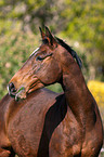 Trakehner Portrait